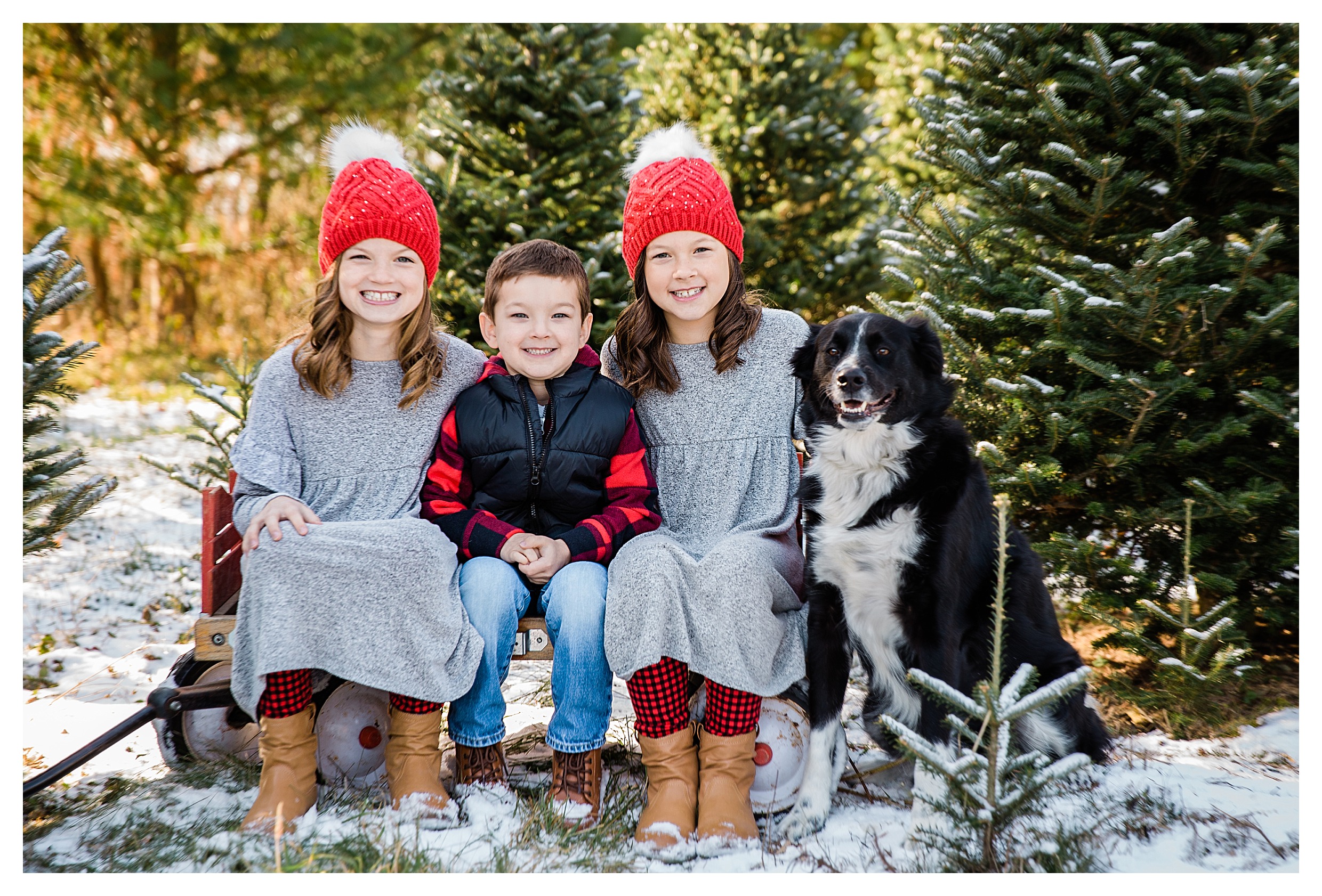 Wausau tree farm session with children